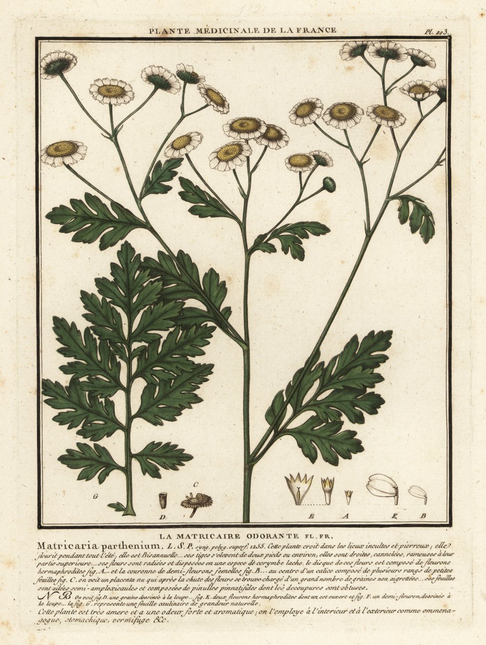 Feberfew, Tanacetum parthenium. af Unbekannter Künstler