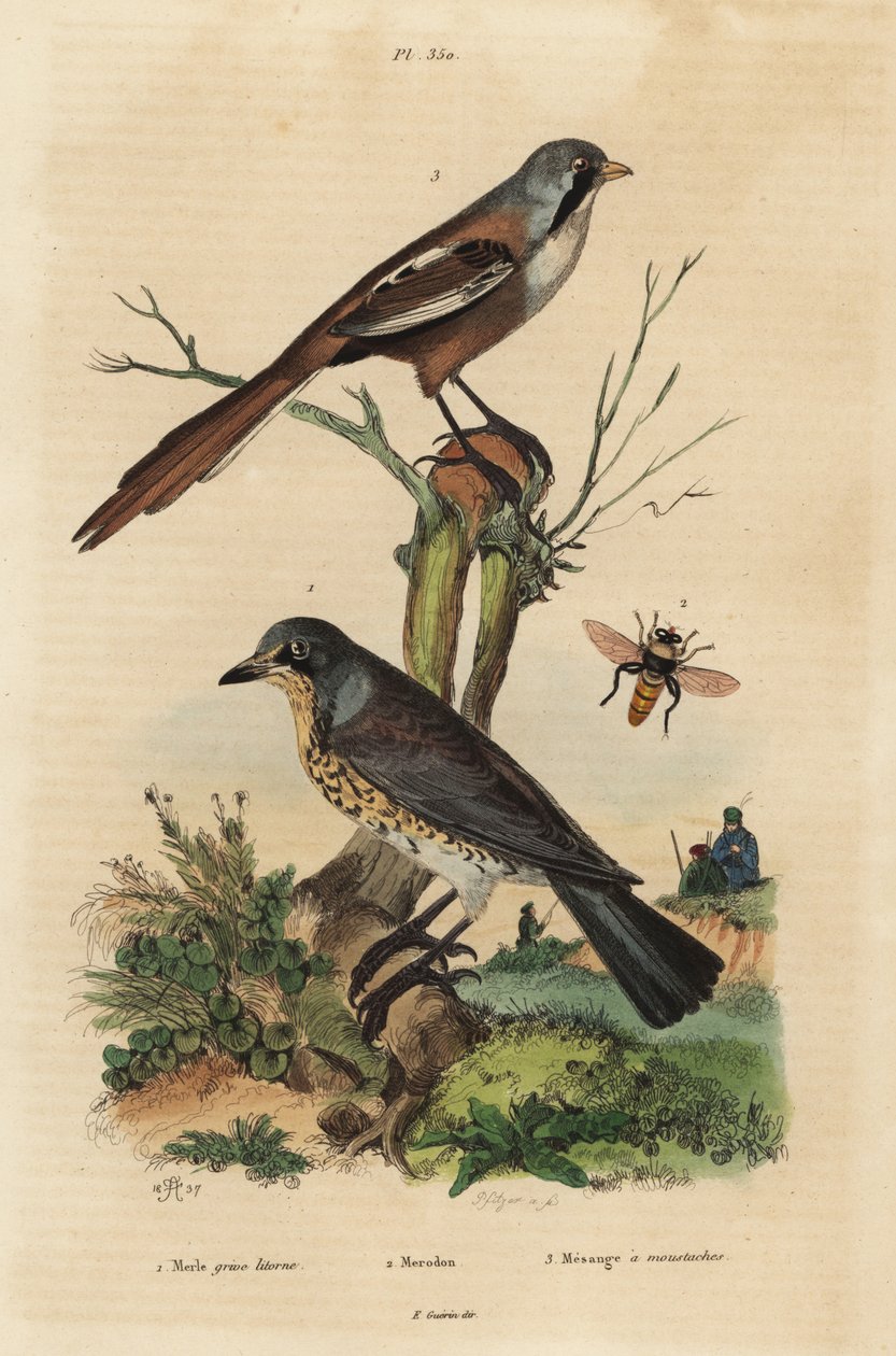 Markfarve, Turdus pilaris, og skægget haspel, Panurus biarmicus Le merle grive litorne, merodon et mesange a overskæg af Unbekannt
