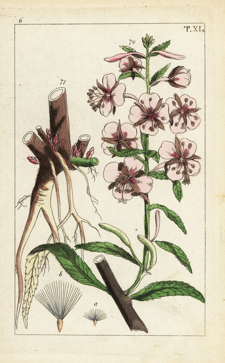 Ildgær, Epilobium angustifolium. af Unbekannter Künstler