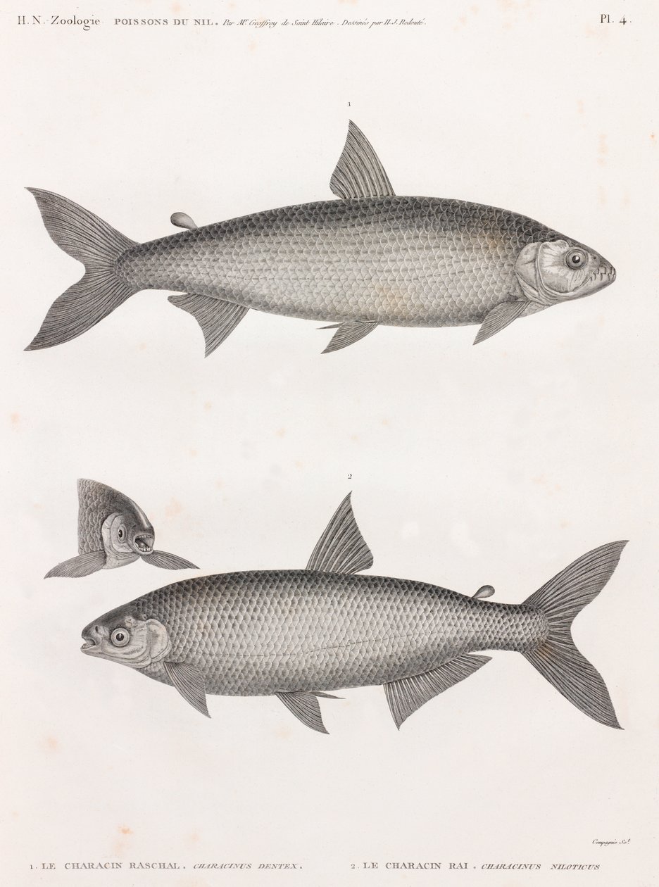 Fisk: Le Characin af Unbekannt