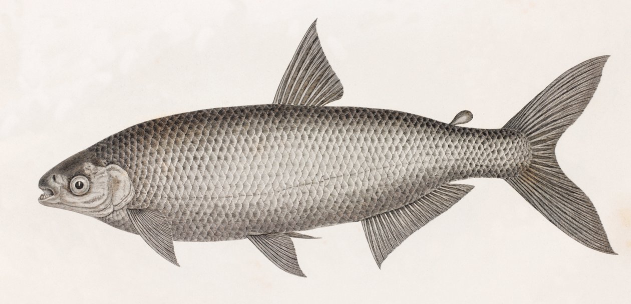 Fisk: Le Characin af Unbekannt