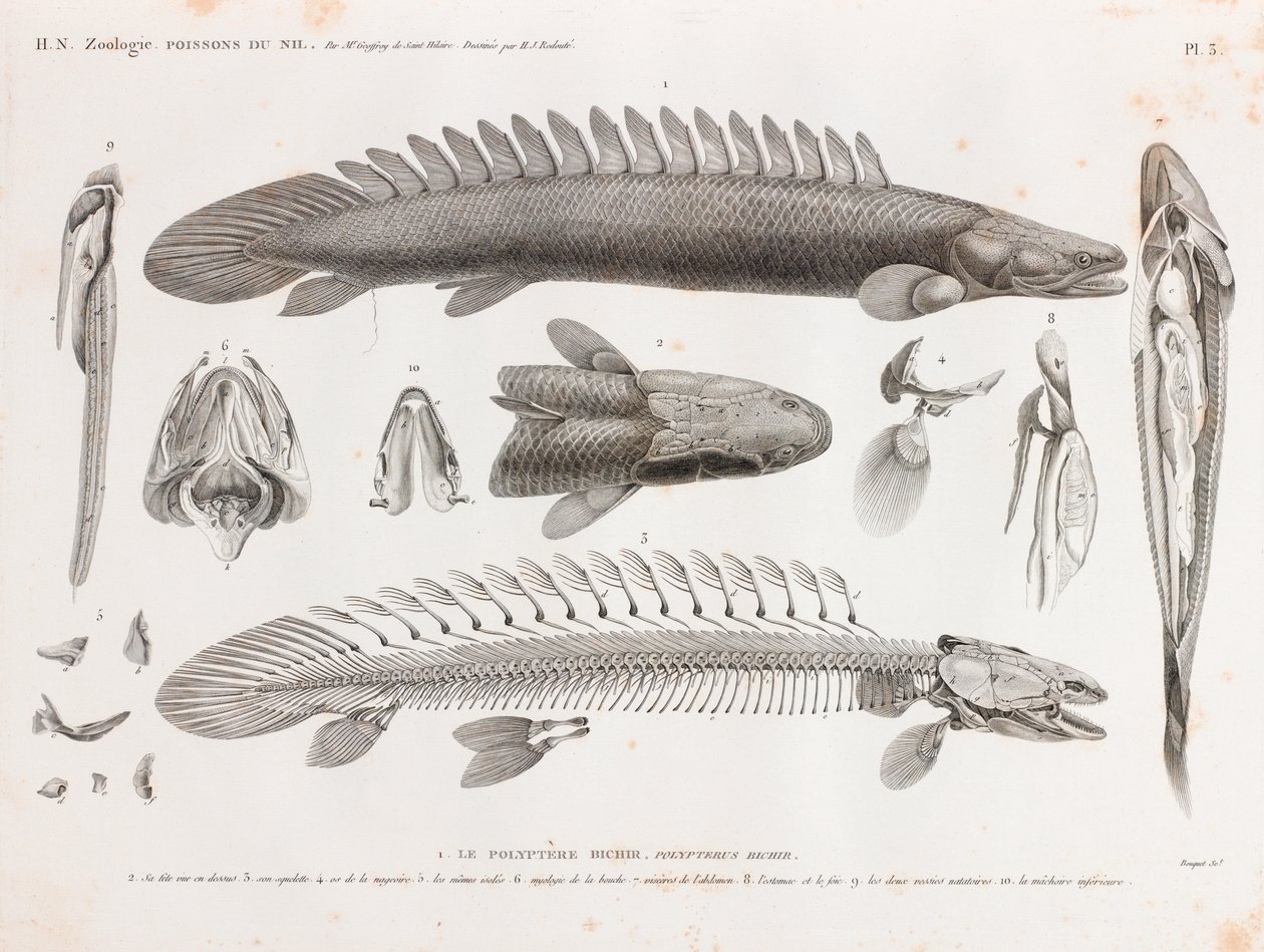 Fisk: Le Polyptere Bichir, anatomi af Unbekannt
