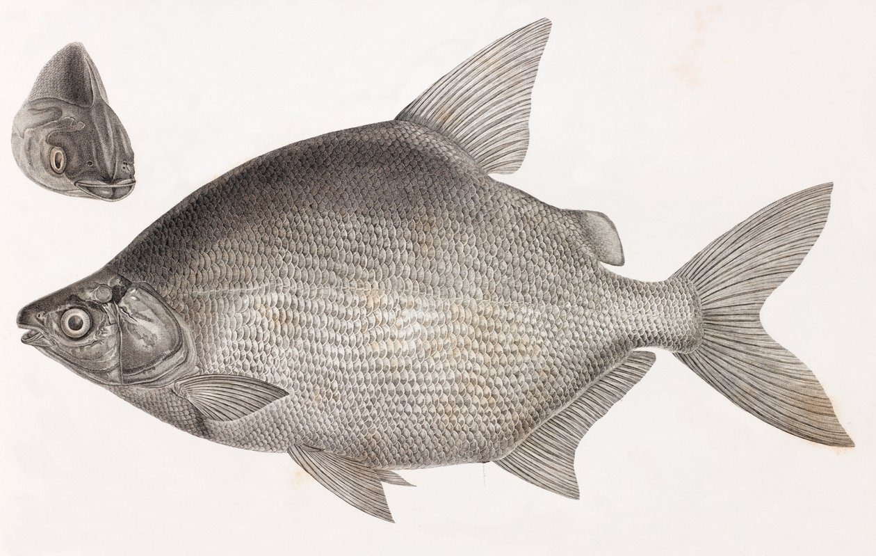 Fisk: Le Serrasalme Citharine af Unbekannt