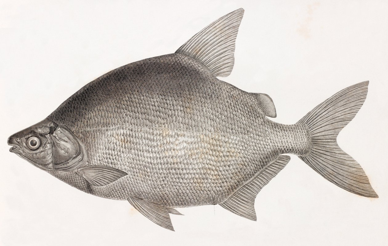 Fisk: Le Serrasalme Citharine af Unbekannt