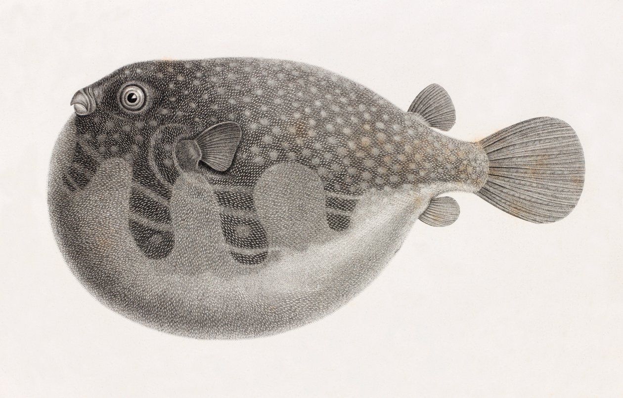 Fisk: Tetrodon, tæt på af Unbekannt