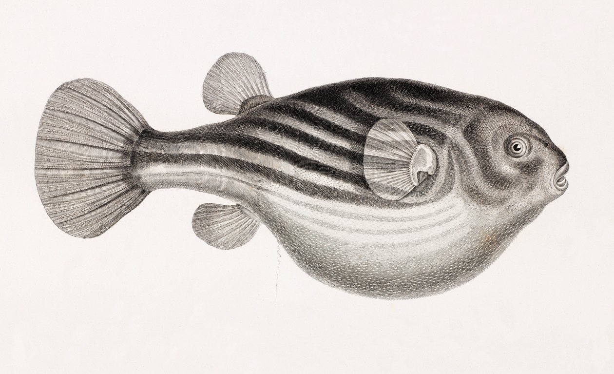 Fisk: Tetrodon, tæt på af Unbekannt
