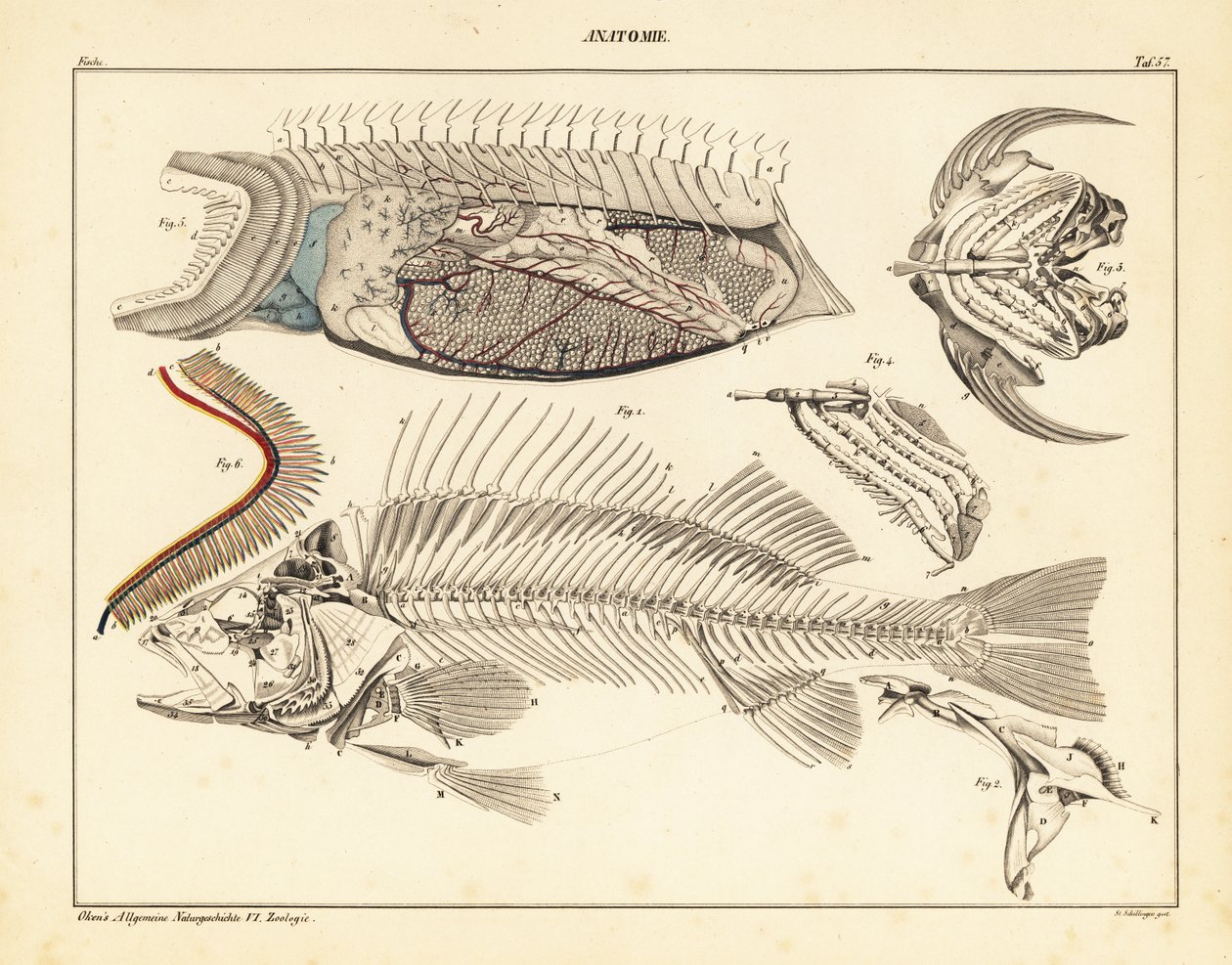 Fiskens anatomi, der viser skelet, gæller osv., 1841 (litografi) af Unbekannter Künstler