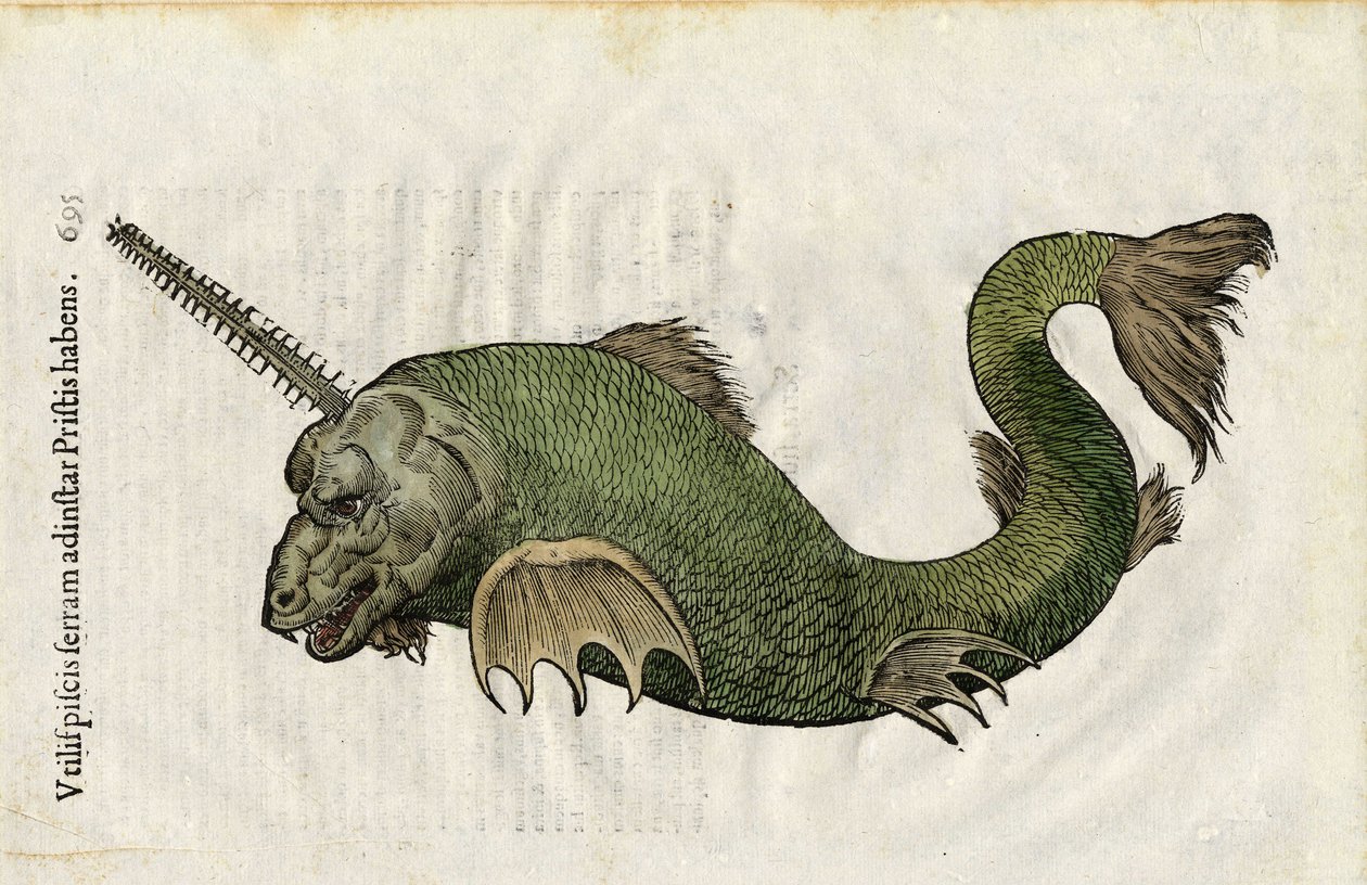 Fiskesav (Pristis) i "Ulyssis Aldrouandi... De piscibus libri V et de cetis lib. vnus/Ioannes Cornelius Vteruerius... collegit; Marc. Antonius Bernia in lucem restituit... ", handler om naturhistorien hos Ulisse Aldrovandi (1522-1605). Bologna af Unbekannter Künstler