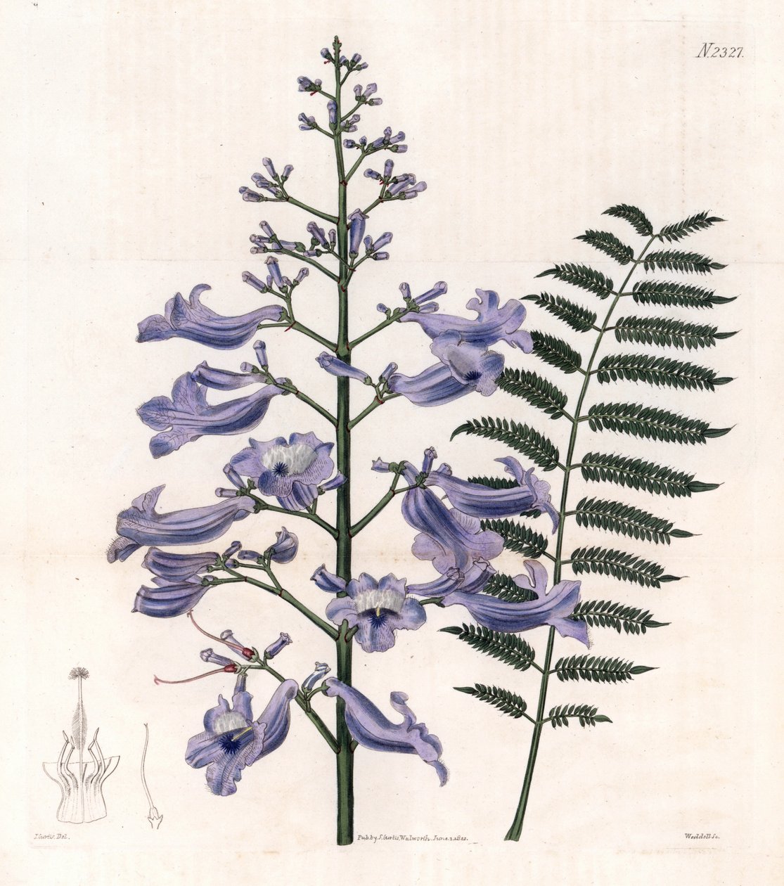 Flamboyant blue eller oyster tree - Trinidad fern tree, Jacaranda mimosifolia (Oval leaved jacaranda, Jacaranda ovalifolia). Håndkoloreret kobberstik af Weddell efter en illustration af John Curtis fra Samuel Curtis