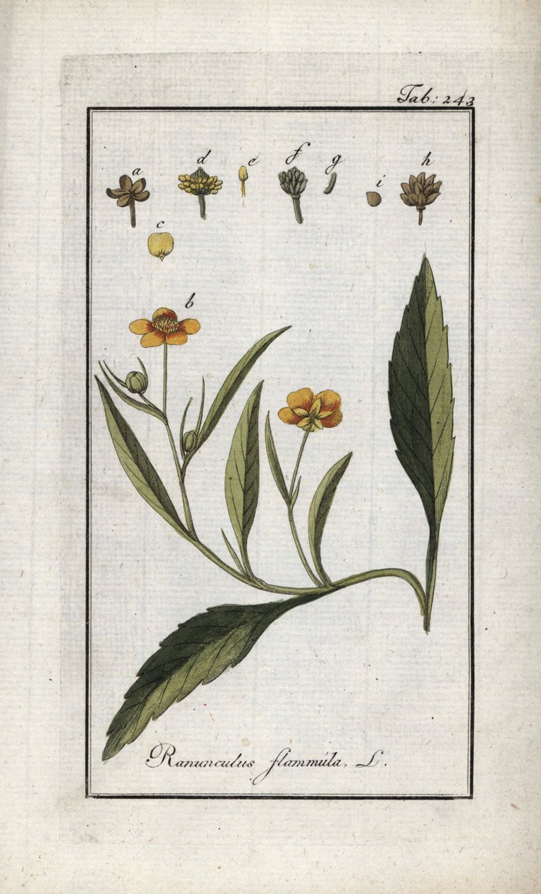 Flammende ranunkel eller lille grøft eller lille flamme (Ranunculus flammula). Litografi fra "Afbeelding der Artseny-Gewassen" af Johannes Zorn (1739-1799), Holland af Unbekannter Künstler