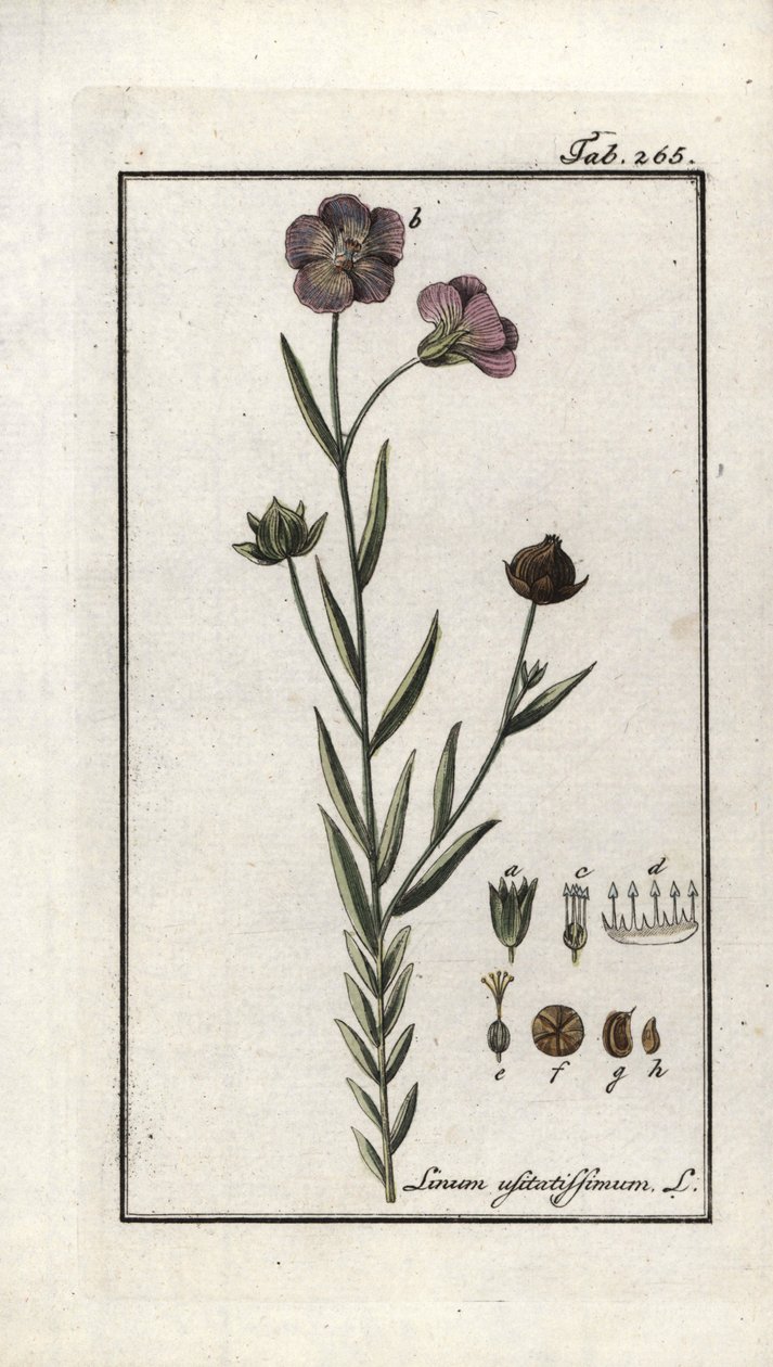 Hørfrø (Linum usitatissimum). Litografi fra "Afbeelding der Artseny-Gewassen" af Johannes Zorn (1739-1799), Holland af Unbekannter Künstler