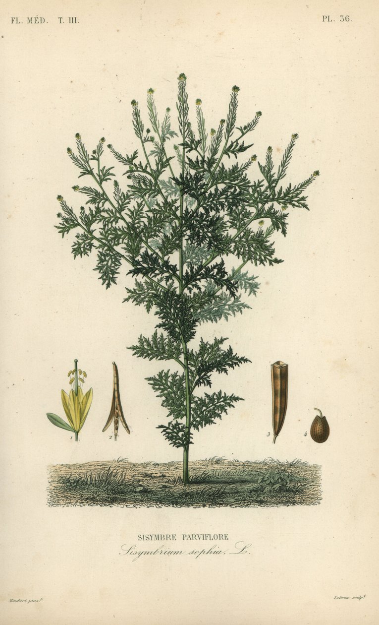 Flixweed, urte-Sophia eller refansennep, Descurainia sophia, Sisymbrium sophia, Sisybre parviflore af Unbekannt