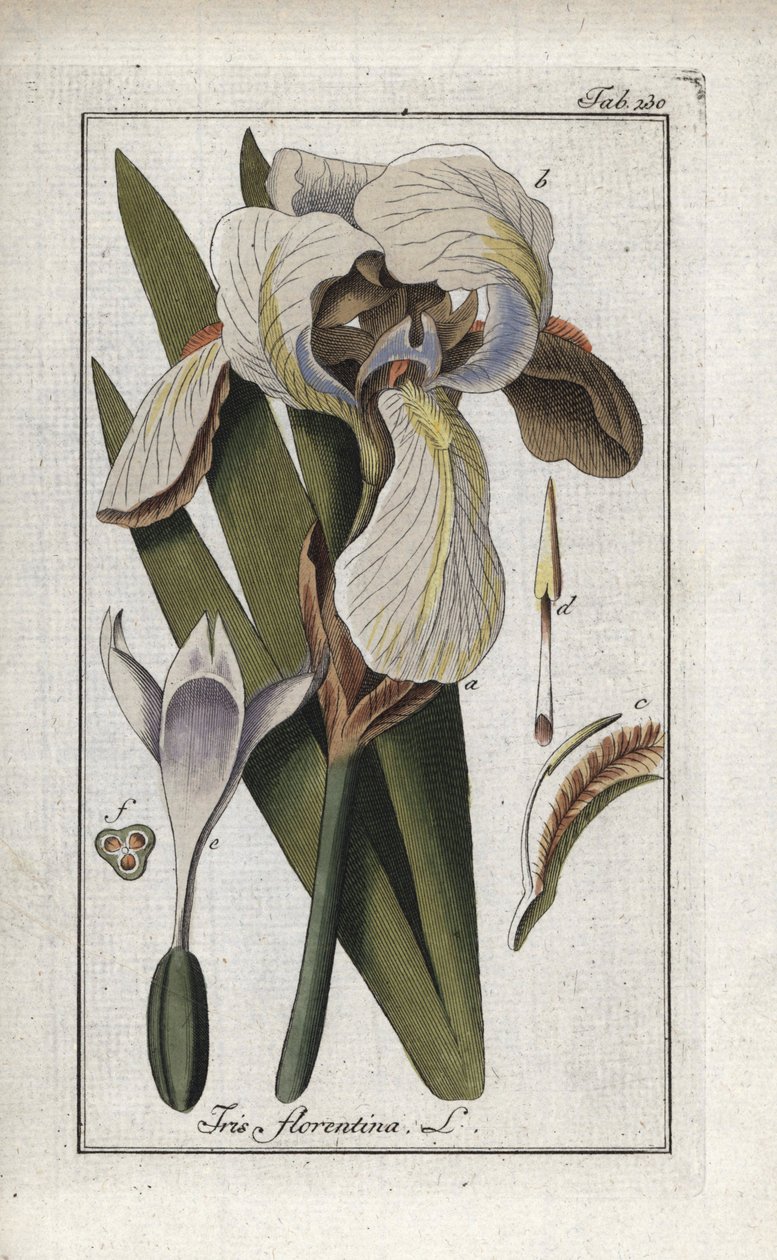 Florentinsk iris eller Firenze-iris (Iris florentina). Litografi fra "Afbeelding der Artseny-Gewassen" af Johannes Zorn (1739-1799), Holland af Unbekannter Künstler