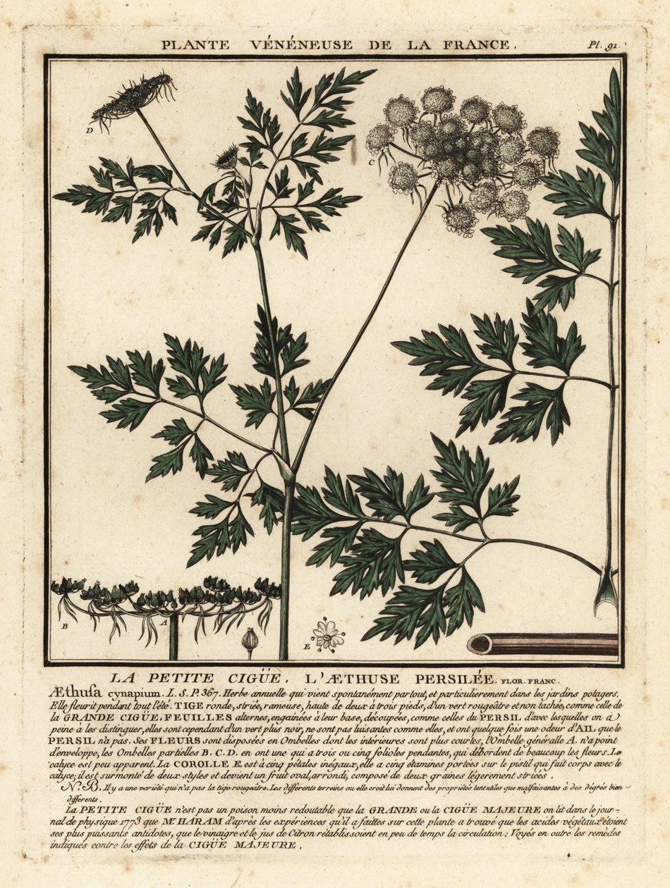 Narrepersille, Aethusa cynapium. af Unbekannter Künstler