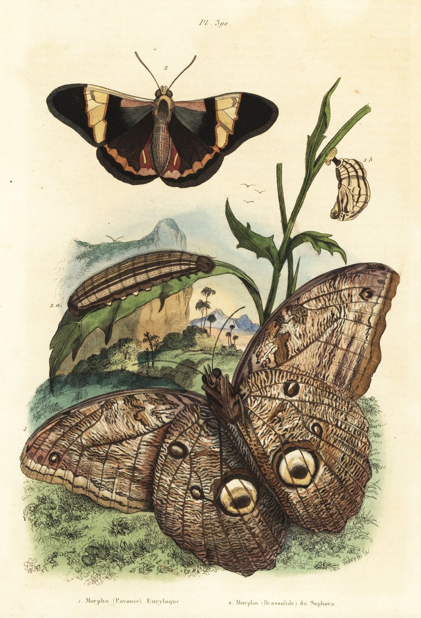 Skovkæmpeuglesommerfugl, Caligo eurilochus 1 og Brassolis sophorae sommerfugl, puppe og larve 2 af Unbekannt