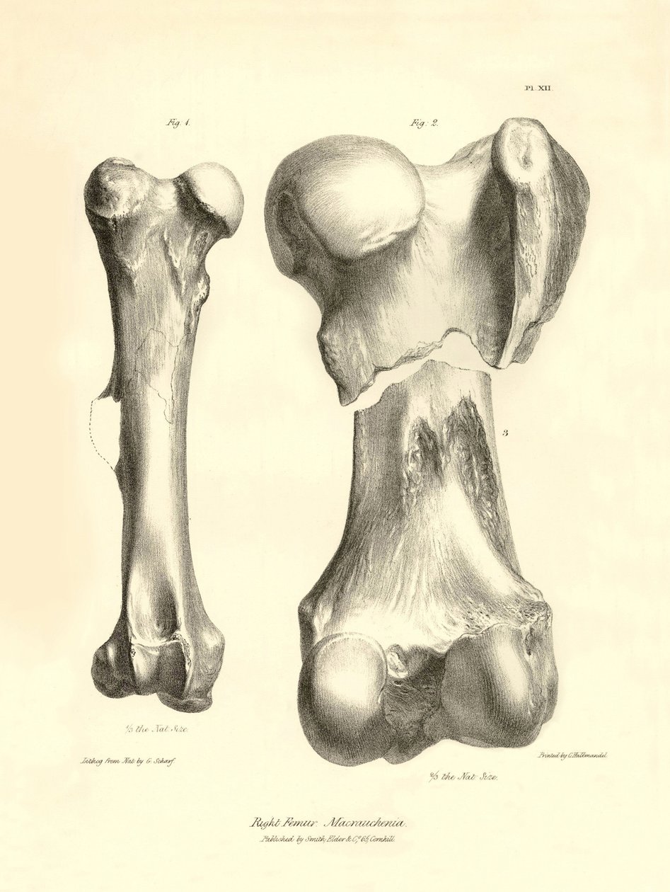 Fossile knogler (femur) fra det forsvundne forhistoriske dyr Macrauchenia beskrevet af Charles Darwin under hans ekspedition ombord på Beagle. Planche fra "The Zoology of the voyage of H.M.S. Beagle under the command of Captain Fitzroy during the years 183 af Unbekannter Künstler