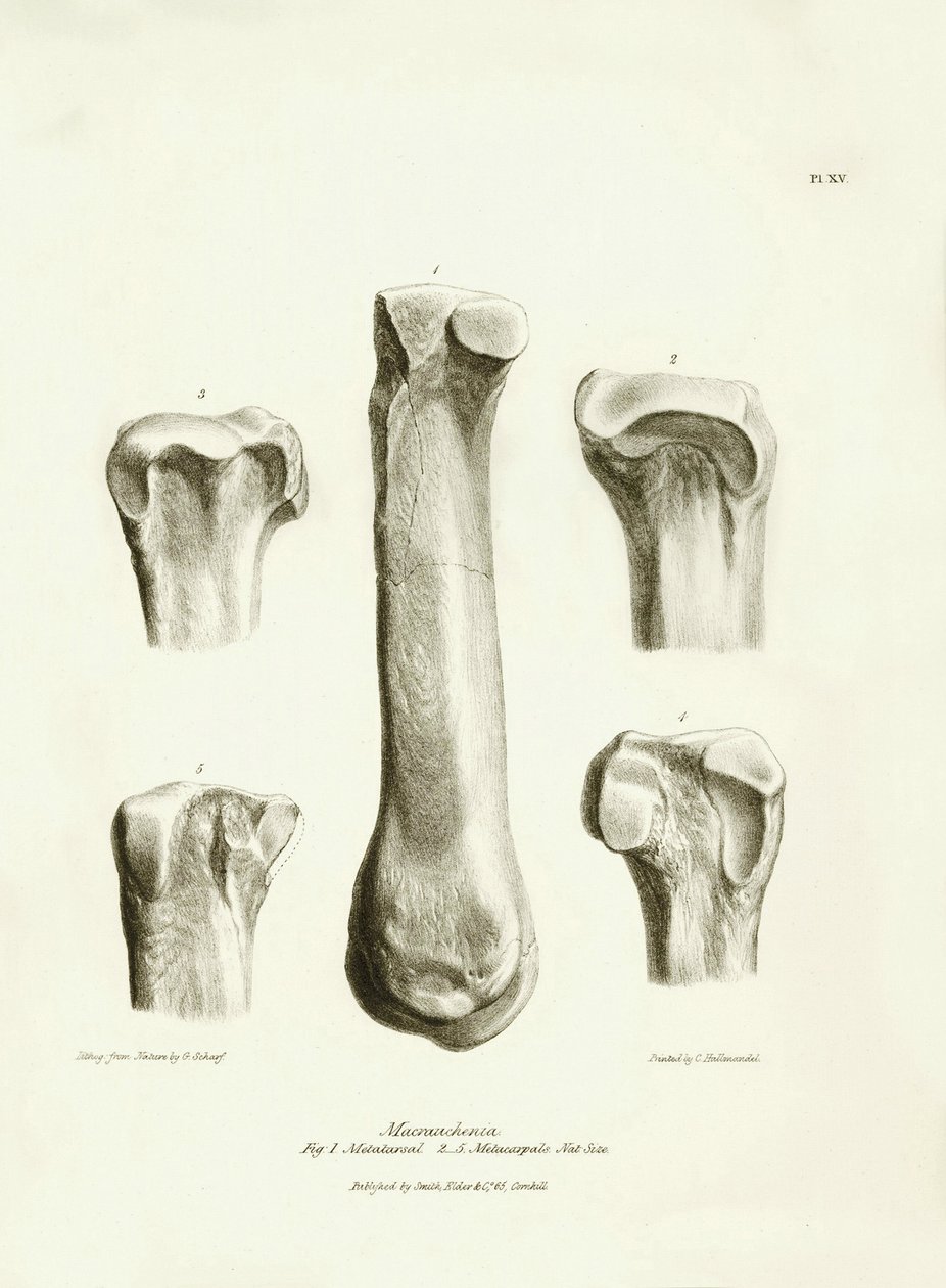 Fossile knogler (metatarse og metacarp) fra det forsvundne forhistoriske dyr Macrauchenia beskrevet af Charles Darwin under hans ekspedition ombord på Beagle. Planche fra "The Zoology of the voyage of H.M.S. Beagle under kommando af kaptajn Fitzroy during af Unbekannter Künstler