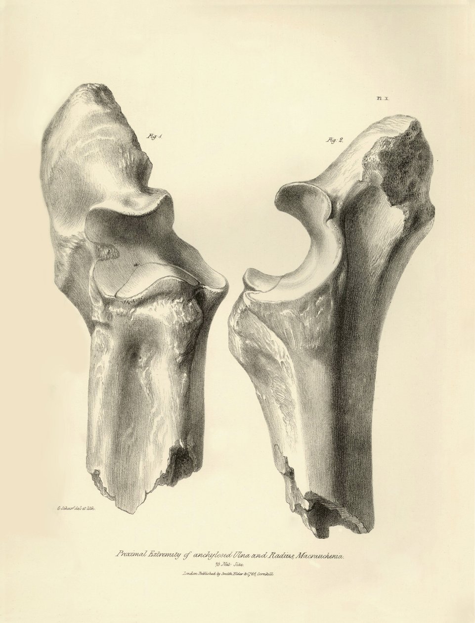 Fossile knogler (albue og spoleben) fra det forsvundne forhistoriske dyr Macrauchenia, som Charles Darwin beskrev under sin ekspedition om bord på Beagle. Planche fra "The Zoology of the voyage of H.M.S. Beagle under the command of Captain Fitzroy during t af Unbekannter Künstler