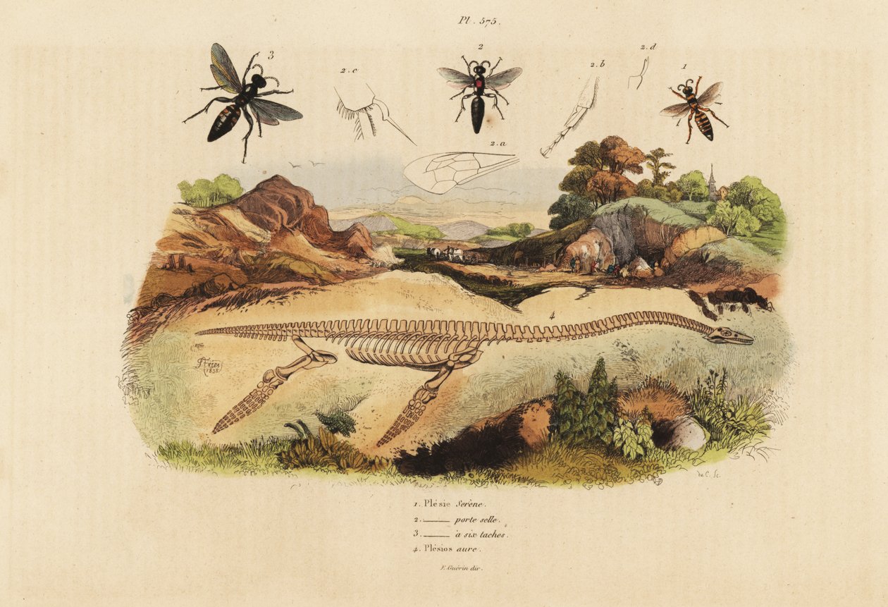 Fossilt skelet af en uddød plesiosaurus 4 og hvepse, Plesia art 1-3 af Unbekannt