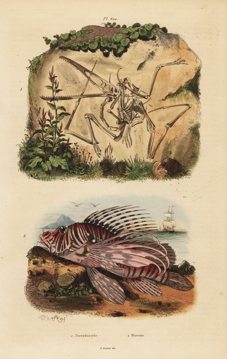 Fossil skelet af en uddød pterodactyl, Pterodactylus antiquus og rød løvefisk, Pterois volitans af Unbekannt