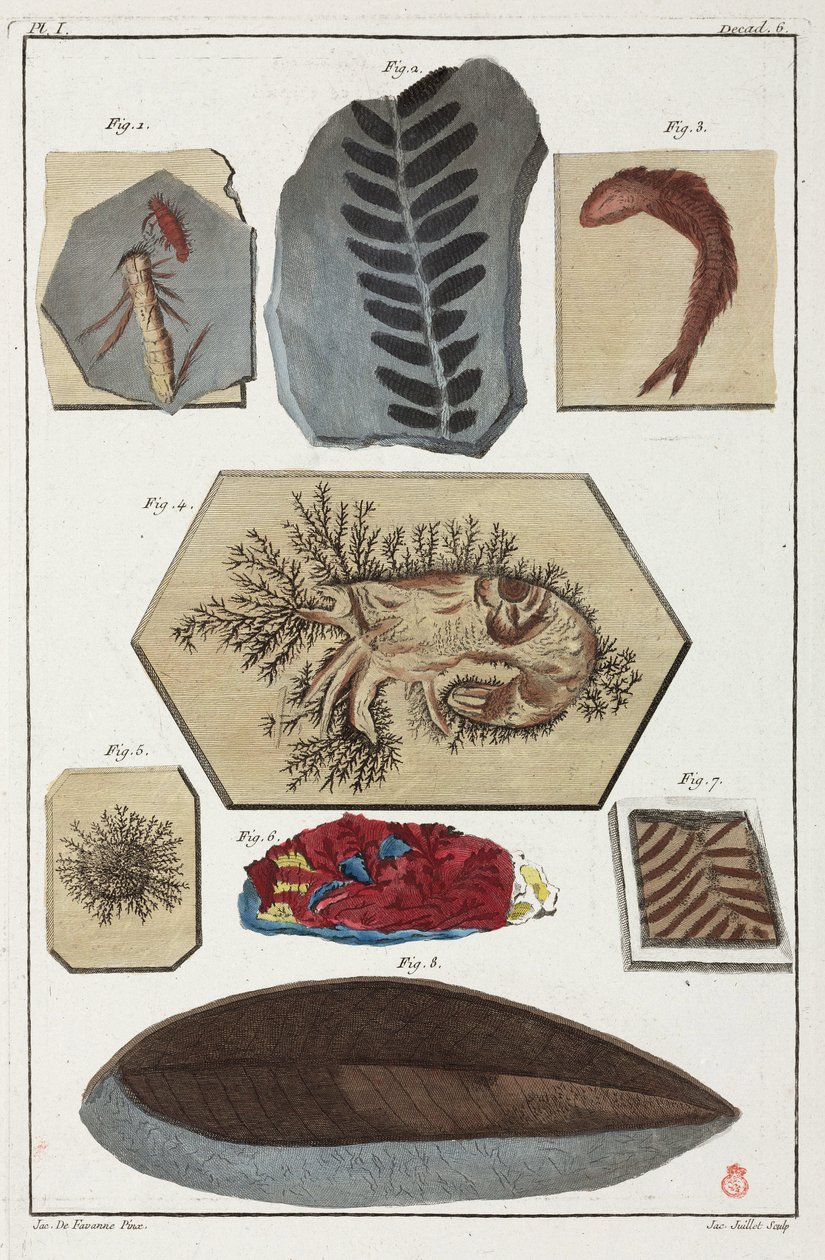 Fossiler, forhistoriske af Unbekannt