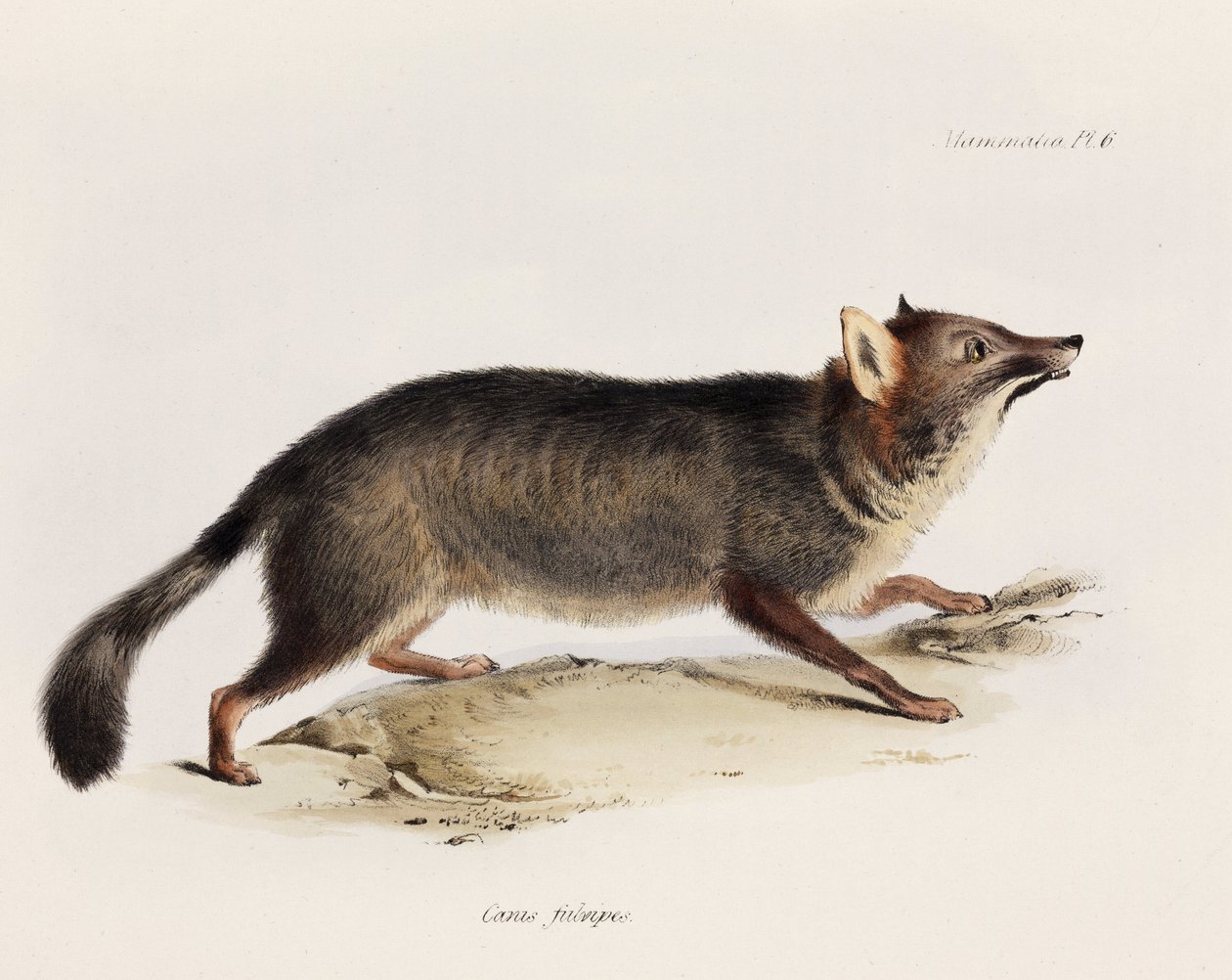 Fox, Chile, ca 1832-1836 af Unbekannter Künstler
