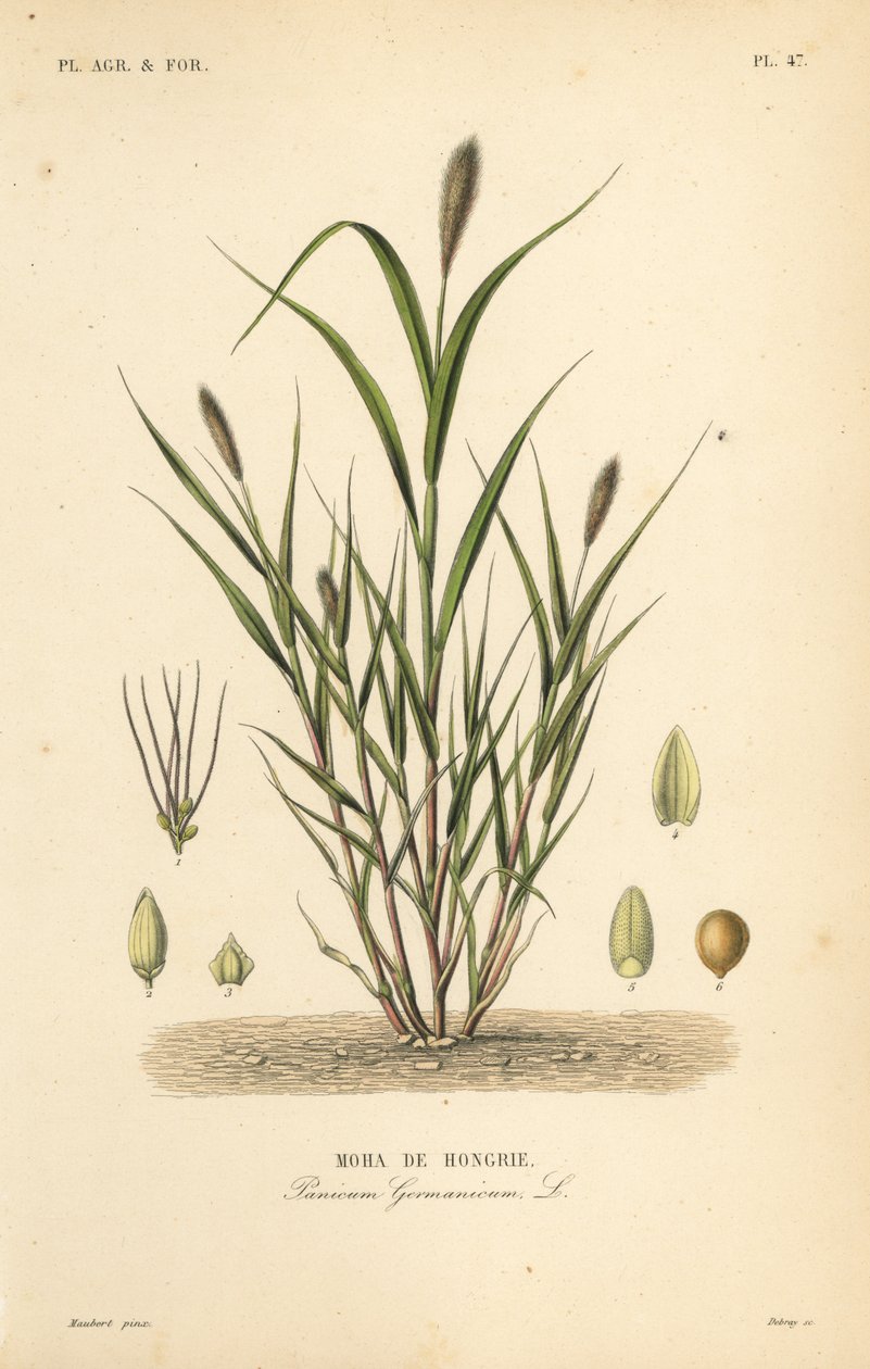 Rævehale hirse eller italiensk hirse, Setaria italica, Panicum germanicum, Moha de Hongrie af Unbekannt