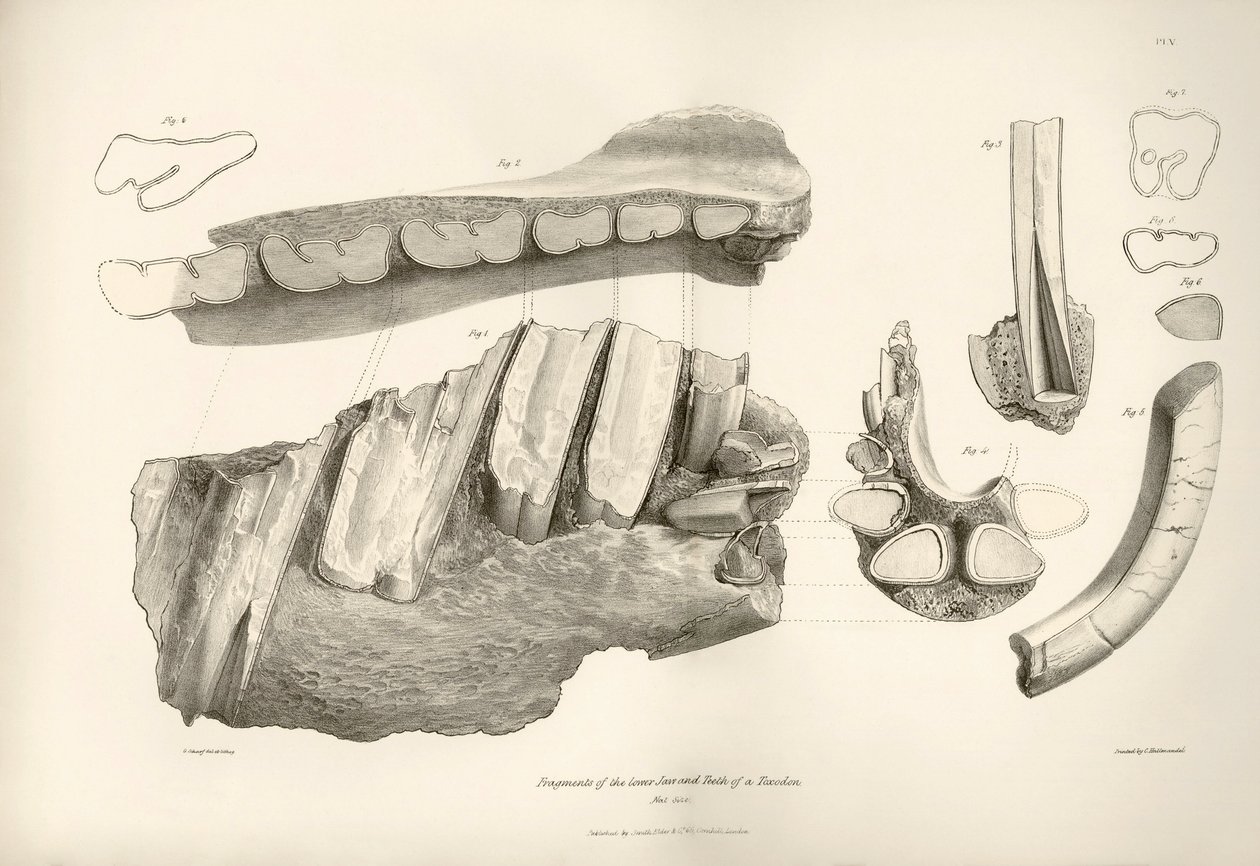 Fragment af kæbe og tænder fra Toxodon, et forhistorisk dyr, fundet af Charles Darwin nær Montevideo, Uruguay, under hans opdagelsesrejse ombord på Beagle. Zoologien på rejsen med H.M.S. Beagle under kaptajn Fitzroys kommando i årene af Unbekannter Künstler