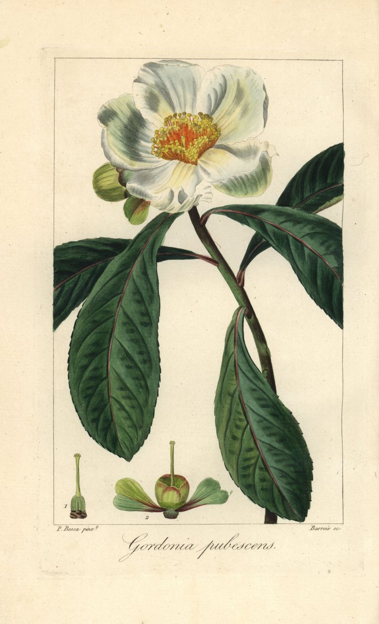 Franklin-træ, Franklinia alatamaha, hjemmehørende i Amerika, uddød i naturen. Håndkoloreret stik på kobber af Barrois efter en botanisk illustration af Pancrace Bessa fra Mordant de Launays "Herbier General de l