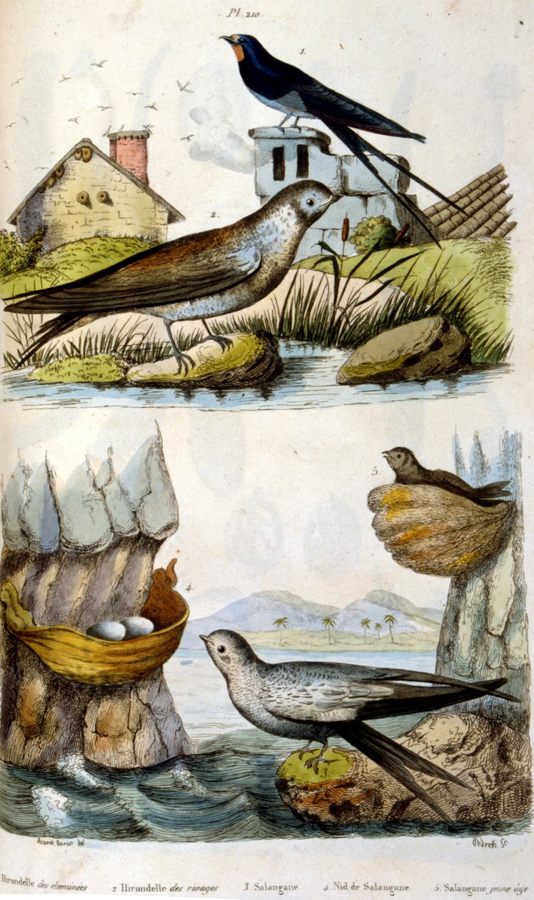Fransk. Farvelagt illustration. dateret ca. 1884. forestiller flod- og kystfugle. af Unbekannter Künstler