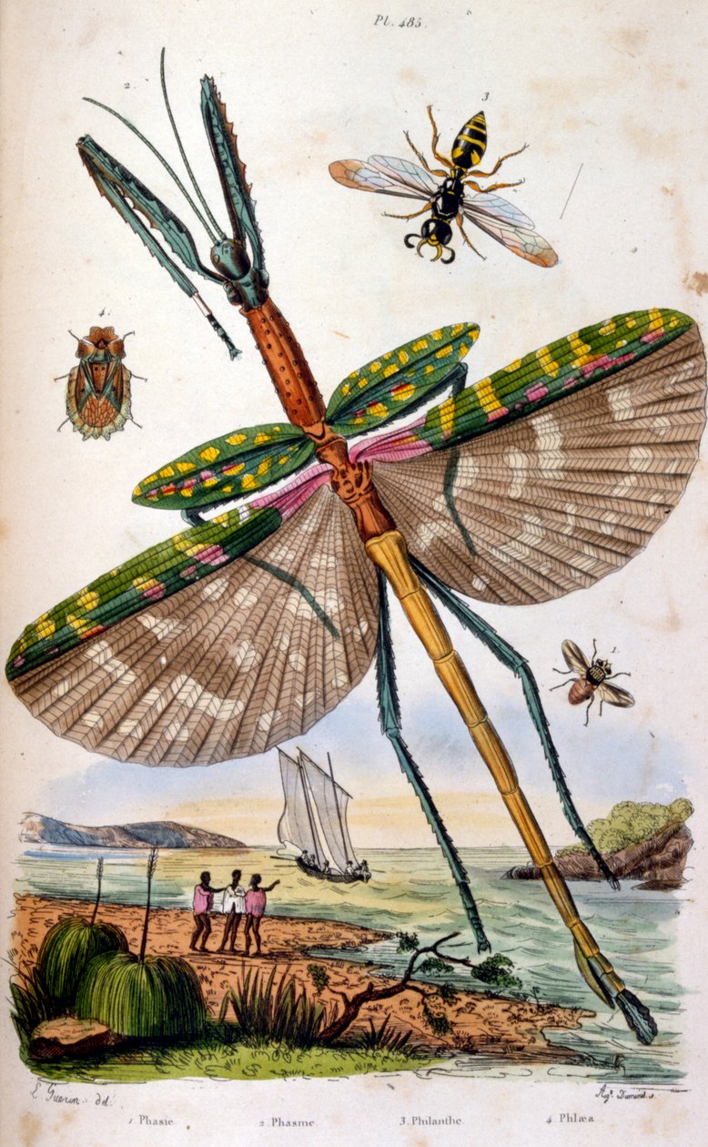 Fransk. Farvelagt illustration. dateret ca. 1884. forestiller forskellige tropiske insekter, bl.a. en stor guldsmed. af Unbekannter Künstler