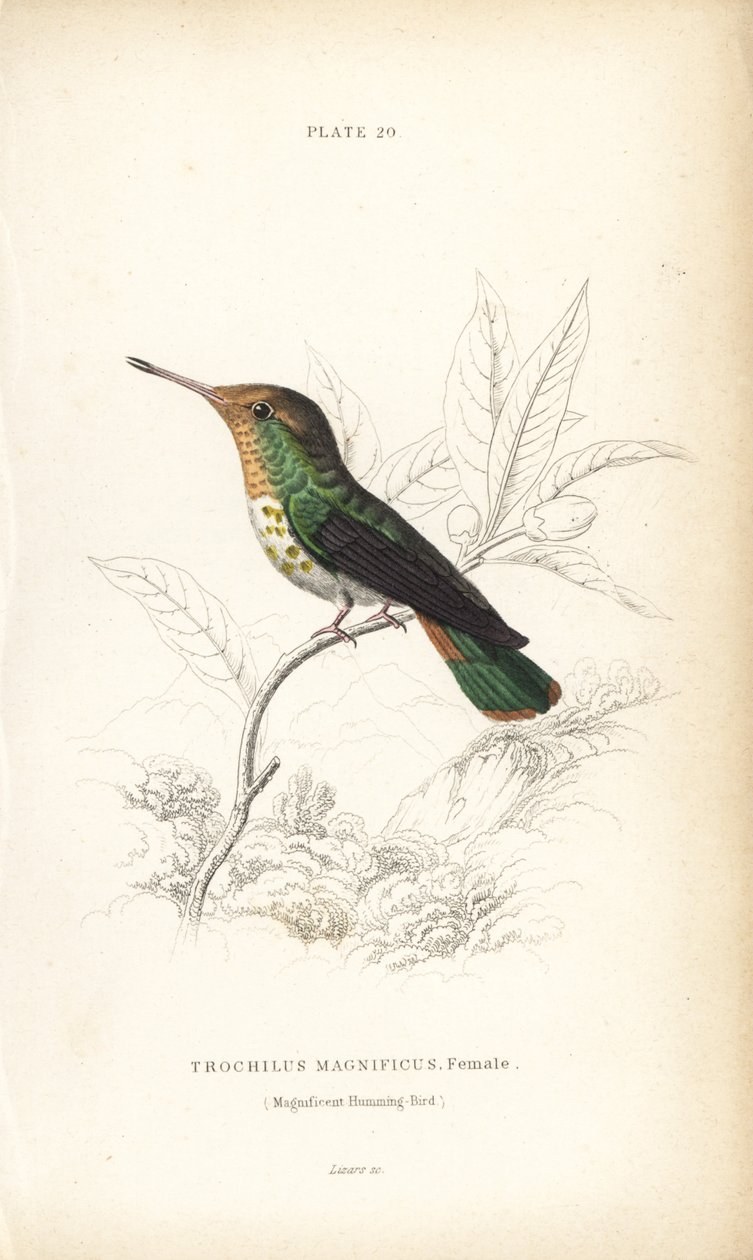 Frynset kokette, Lophornis magnificus, hun (storslået kolibri, Trochilus magnificus). Håndkoloreret stålstik af William Lizars fra Sir William Jardine
