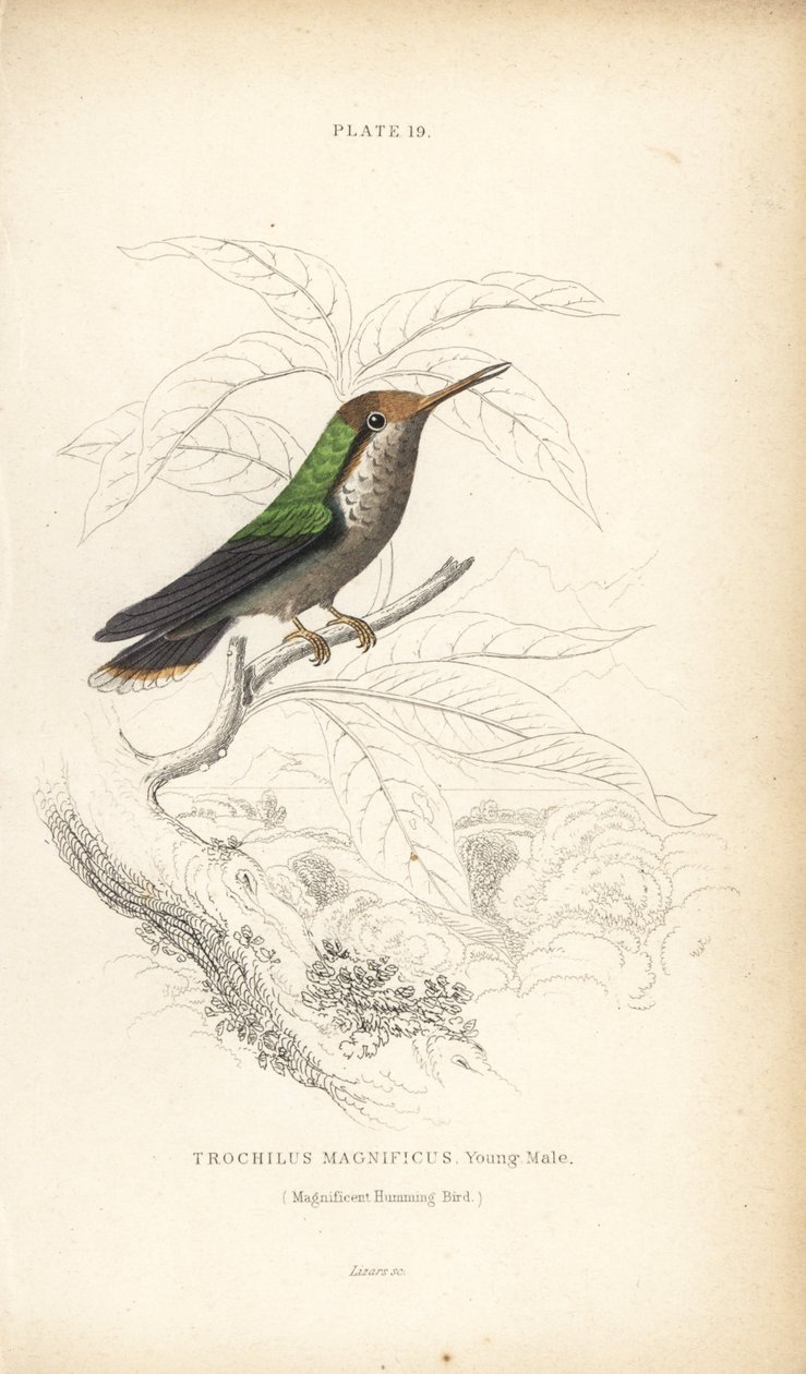 Frynset kokette, Lophornis magnificus, ung han (Magnificent hummingbird, Trochilus magnificus). Håndkoloreret stålstik af William Lizars fra Sir William Jardine