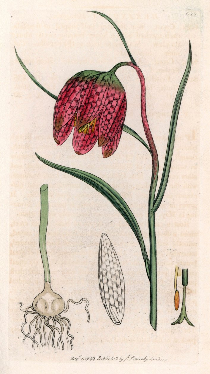 Fritillaria guinea fowl eller guinea fowl egg eller checkerboard (Fritillaria meleagris) - litografi baseret på en tegning af James Sowerby til Smith