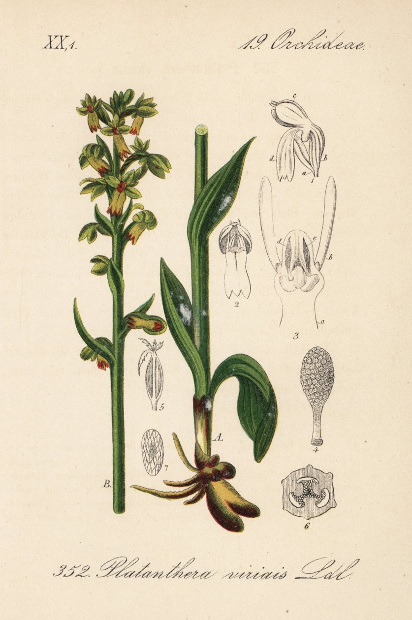 Frø-orkidé - Frø-orkidé, Dactylorhiza viridis (Platanthera viridis). Håndkoloreret litografi fra Diederich von Schlechtendals tyske flora (Flora von Deutschland), Jena. af Unbekannter Künstler