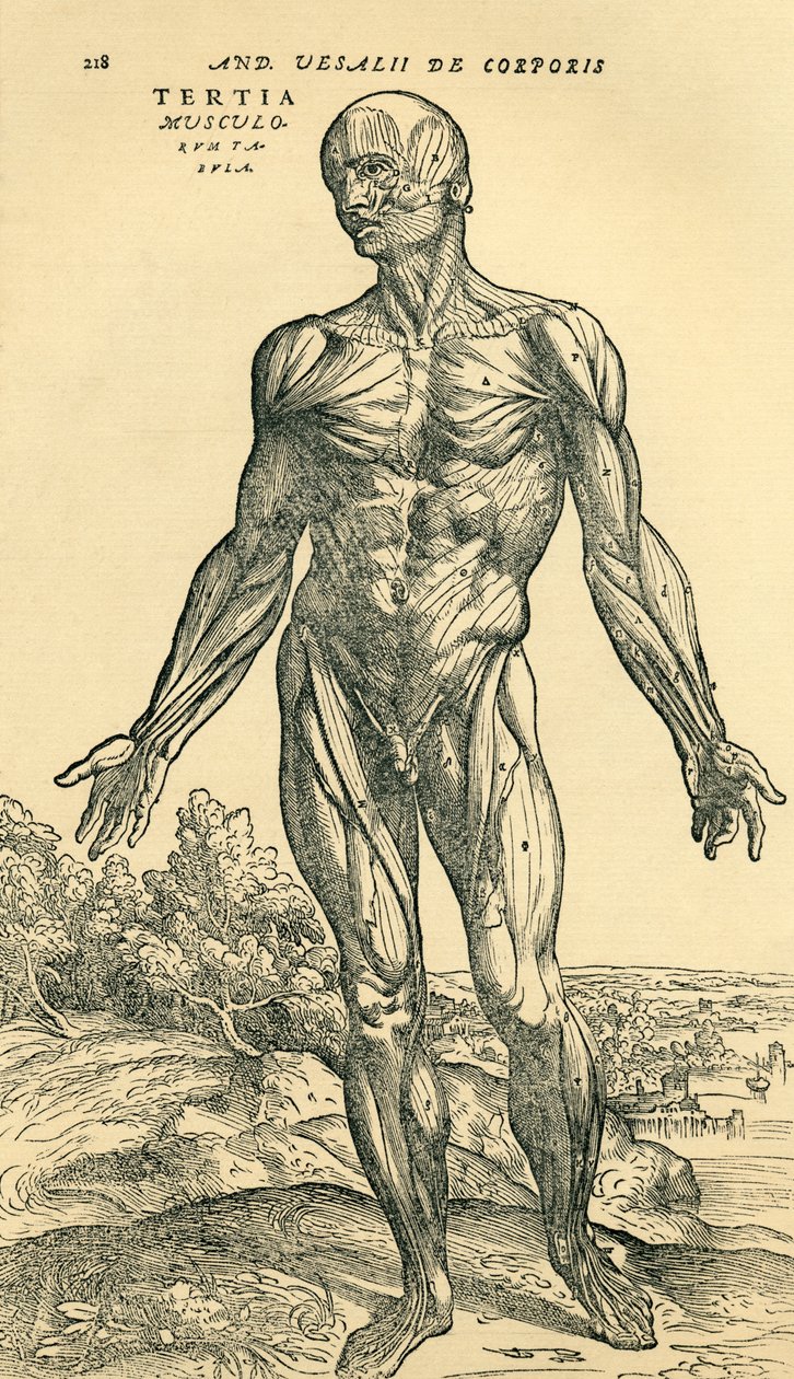 Foran den mandlige menneskelige krop, en anatomisk undersøgelse, der oprindeligt blev offentliggjort i De Humani Corporis Fabrica Libri Septem (om den menneskelige krops stof i syv bøger) af Andreas Vesalius, udgivet Basel af Unknown