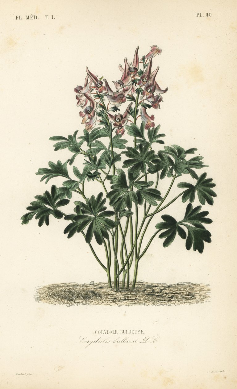 Fumewort, Corydalis solida, Corydalis bulbosa, Corydale bulbeuse af Unbekannt