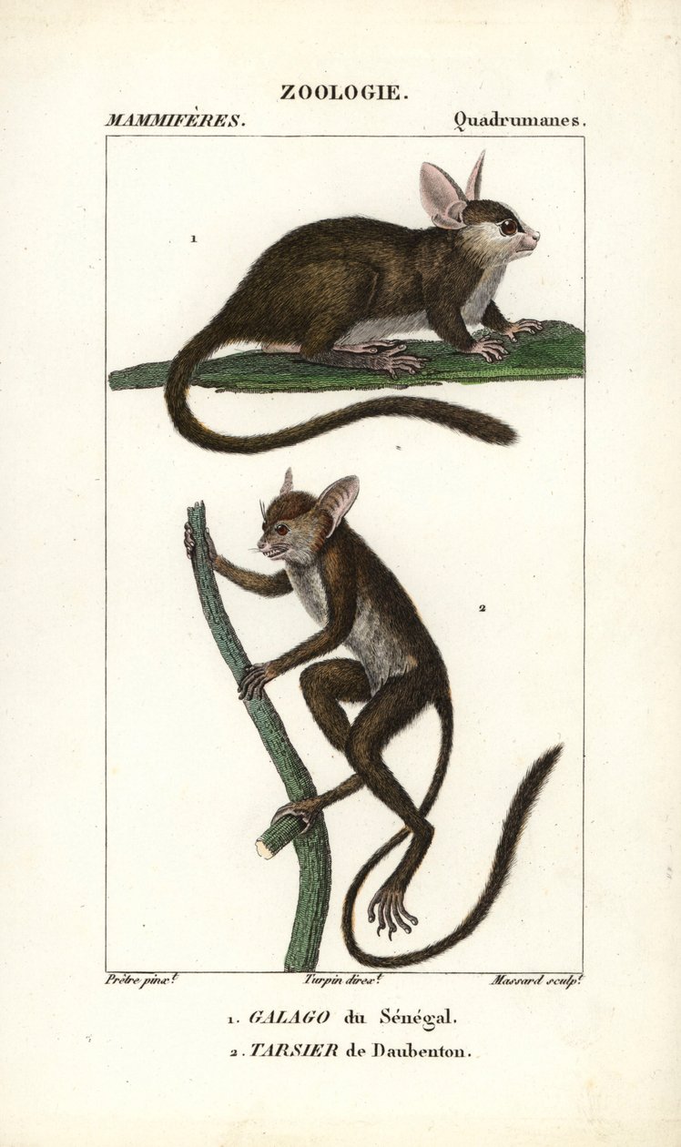Galago du Senegal og tarsier de Daubenton - Eau forte af Jean Gabriel Pretre (1780-1845), graveret af Carnonkel, til naturvidenskabelig ordbog: pattedyr af Frederic Cuvier, redigeret af Pierre Jean Francois Turpin (1775-1840), udgivet af F.G.Levrau af Unbekannter Künstler