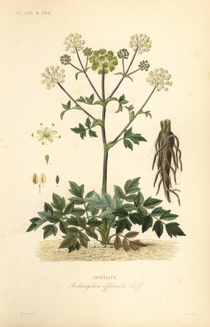 Havekven eller vildselleri, Angelica archangelica, Archangelica officinalis, Angelique af Unbekannt