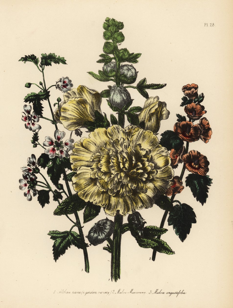 Havemalva, Althaea rosea, Mr. Munro