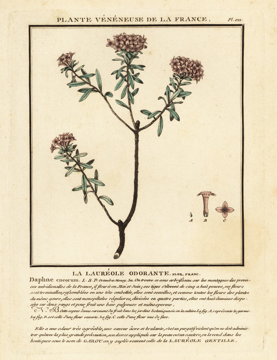 Guirlandeblomst, Daphne cneorum. af Unbekannter Künstler