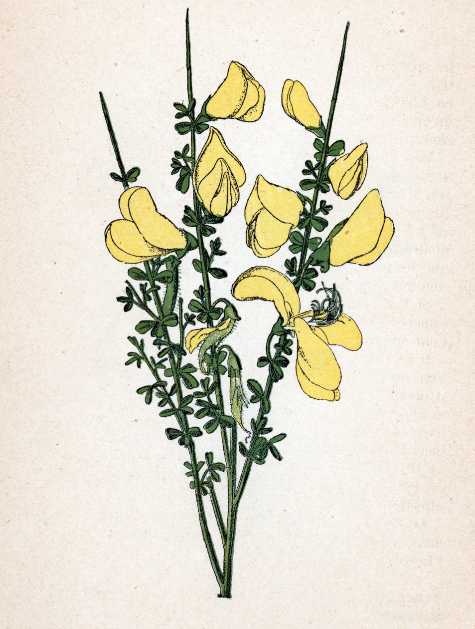 Genet a broom (Cytisus scoparius) (almindelig gyvel eller skotsk gyvel) Botanisk tavle fra "Atlas colorie des plantes medicinales" af Paul Hariot af Unbekannter Künstler