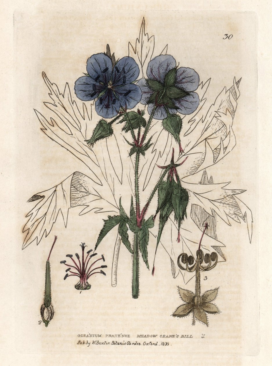 Geranium of the Pres. Koloreret kobberstik efter en tegning af Isaac Russell fra William Baxters bog "English Botanical Phenomenes". af Unbekannter Künstler