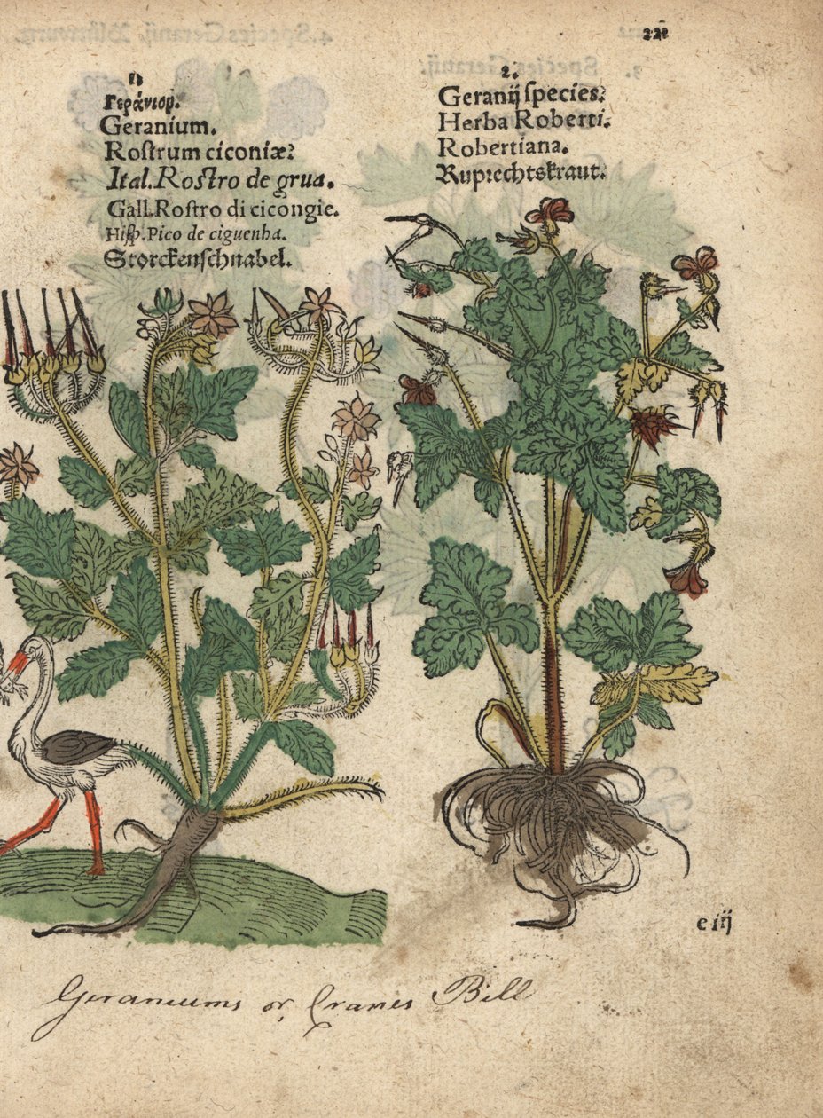 Geranium eller storkenæb, Geranium species, og Herb Robert, Geranium robertianum. Håndkoloreret træsnit af en botanisk illustration fra Adam Lonicers Krauterbuch, or Herbal, Frankfurt af Unbekannter Künstler