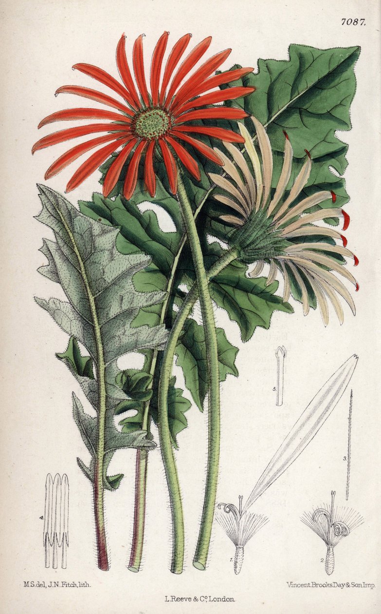 Gerbera jamesoni, orange blomst fra Transvaal (Sydafrika). Tegning af Matilda Smith (1854-1926), litografi af John Nugent Fitch i Curtis Botanical Magazine, af Joseph Dalton Hooker, udgivet i London, England, af L. Reeve and Co. af Unbekannter Künstler