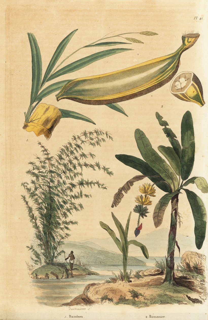 Kæmpe tornet bambusplante, Bambusa bambos (Bambusa arundinacea) og banantræ med frugt og tværsnit, Musa paradisiaca af Unbekannt