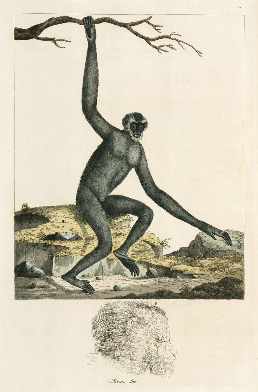 Gibbon af Unbekannter Künstler