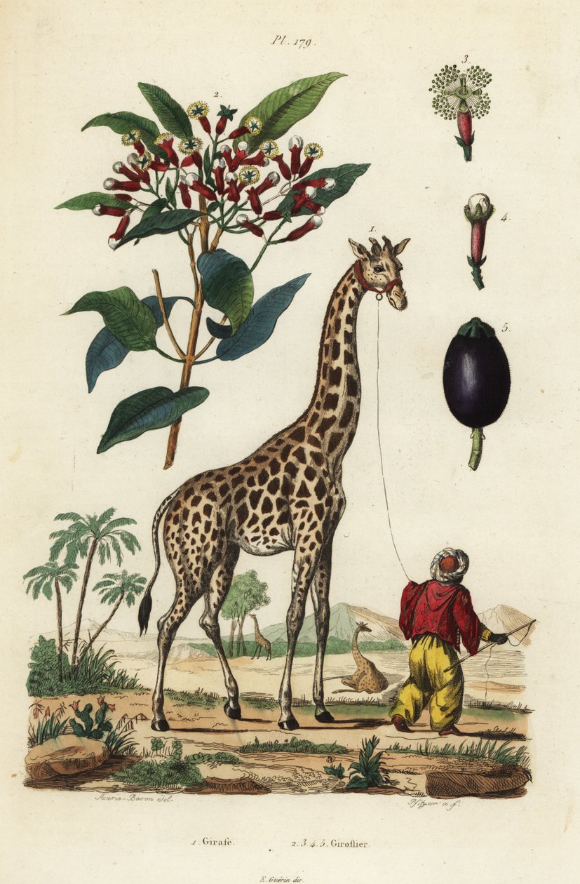 Giraff, giraffa camelopardalis, med handler og nellike træ, Syzygium aromaticum af Unbekannt
