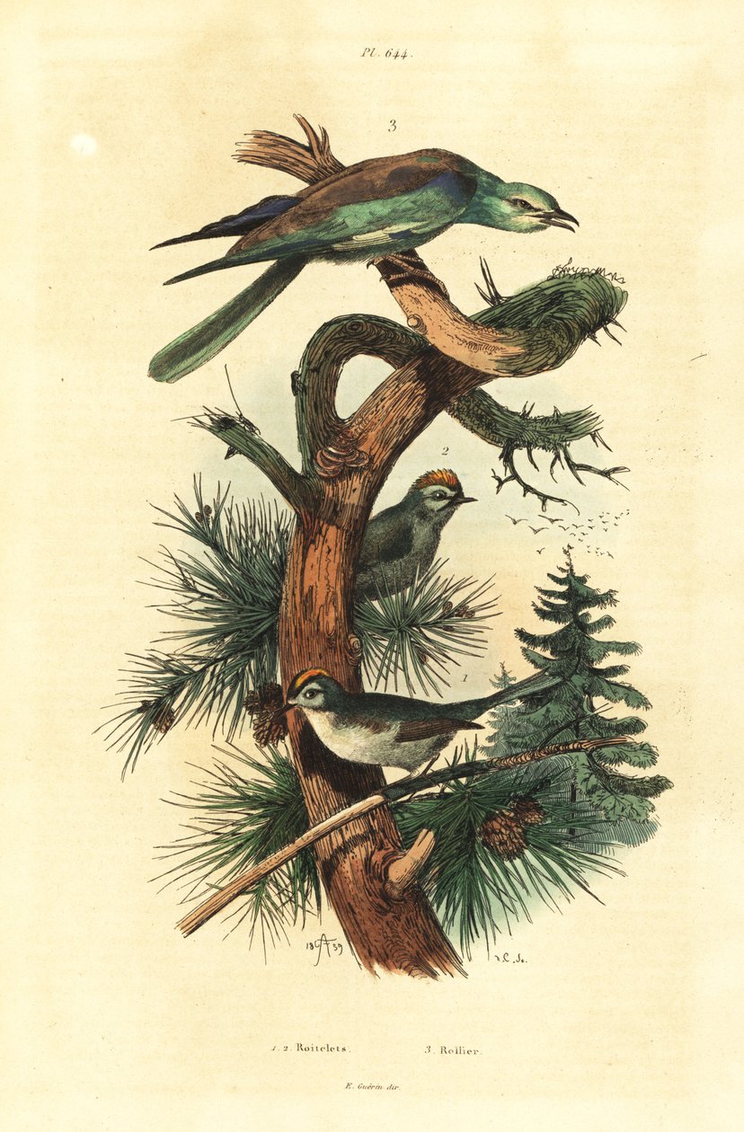 Guldkamme, Regulus regulus og europæisk rulle, Coracias garrulus af Unbekannt