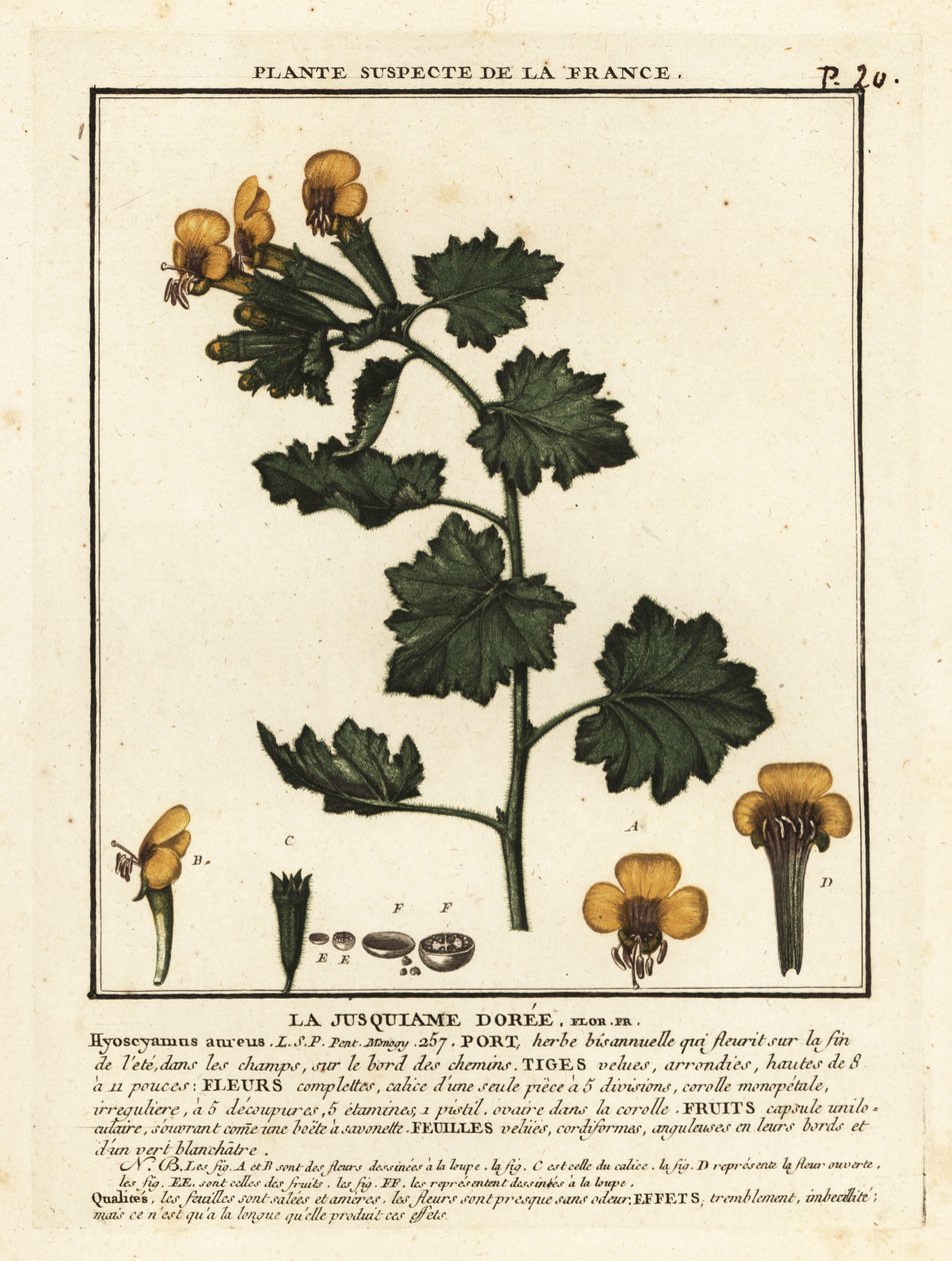 Gylden hønebane, Hyoscymus aureus. af Unbekannter Künstler